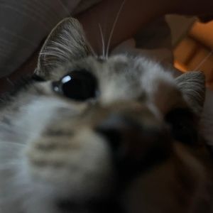 Meet your Posher, Regina